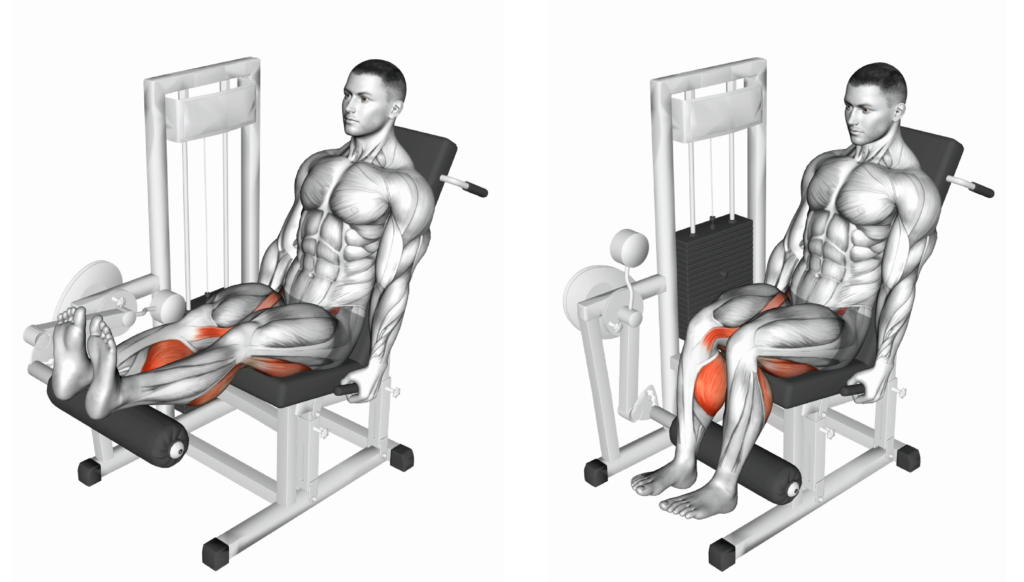 Seated Leg Curl