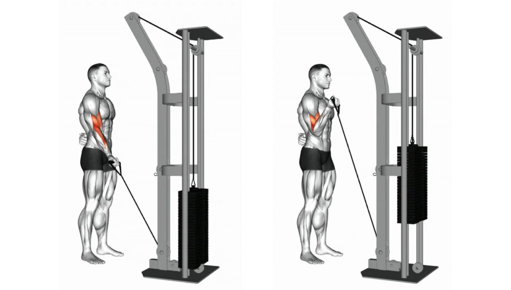 Single Arm Bicep Curl