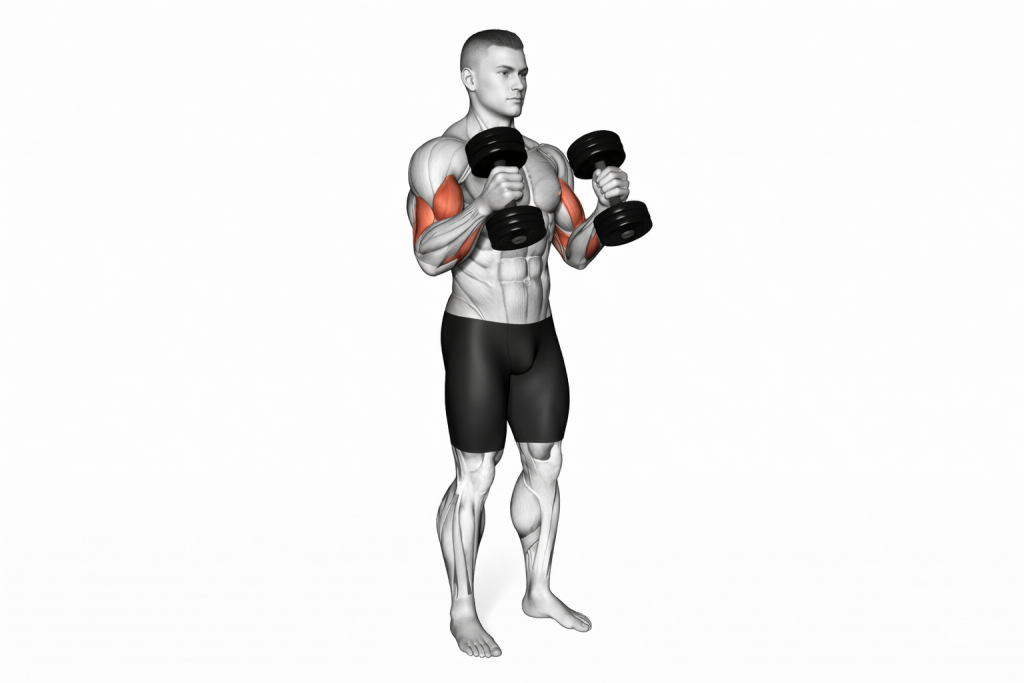 Hammer curls gif