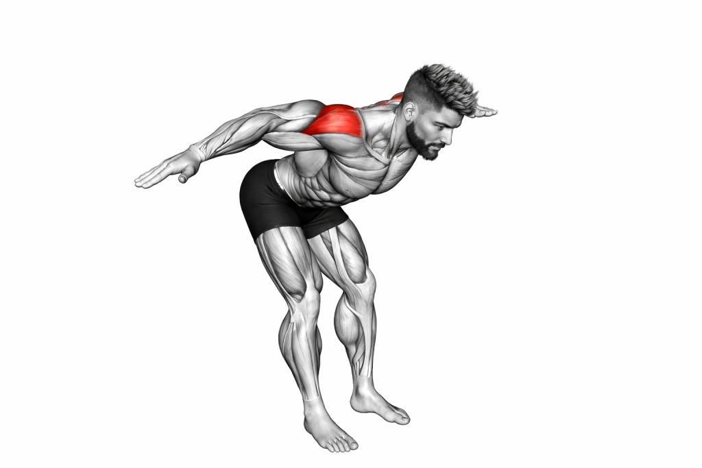 Rear Delt Flys Muscles