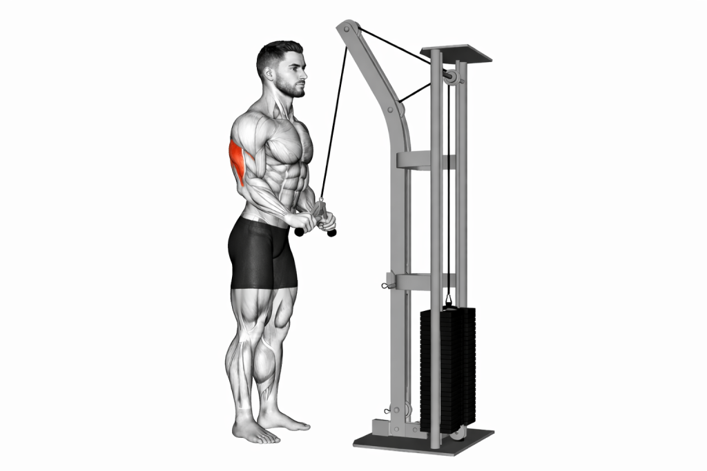 tricep pushdown gif