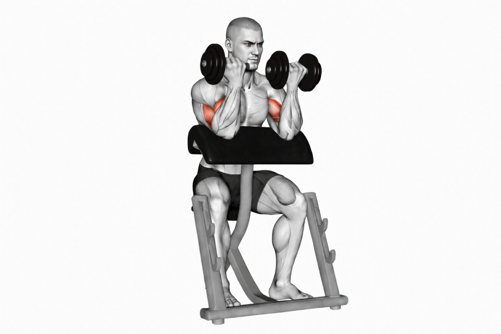zottman curl gif