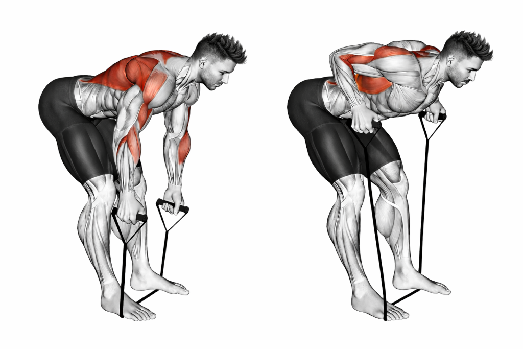 Band Bent Over Row