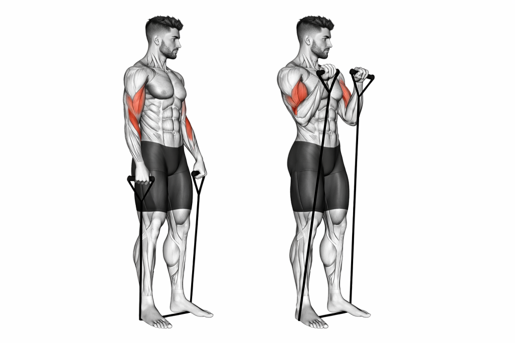 Band Reverse Curl