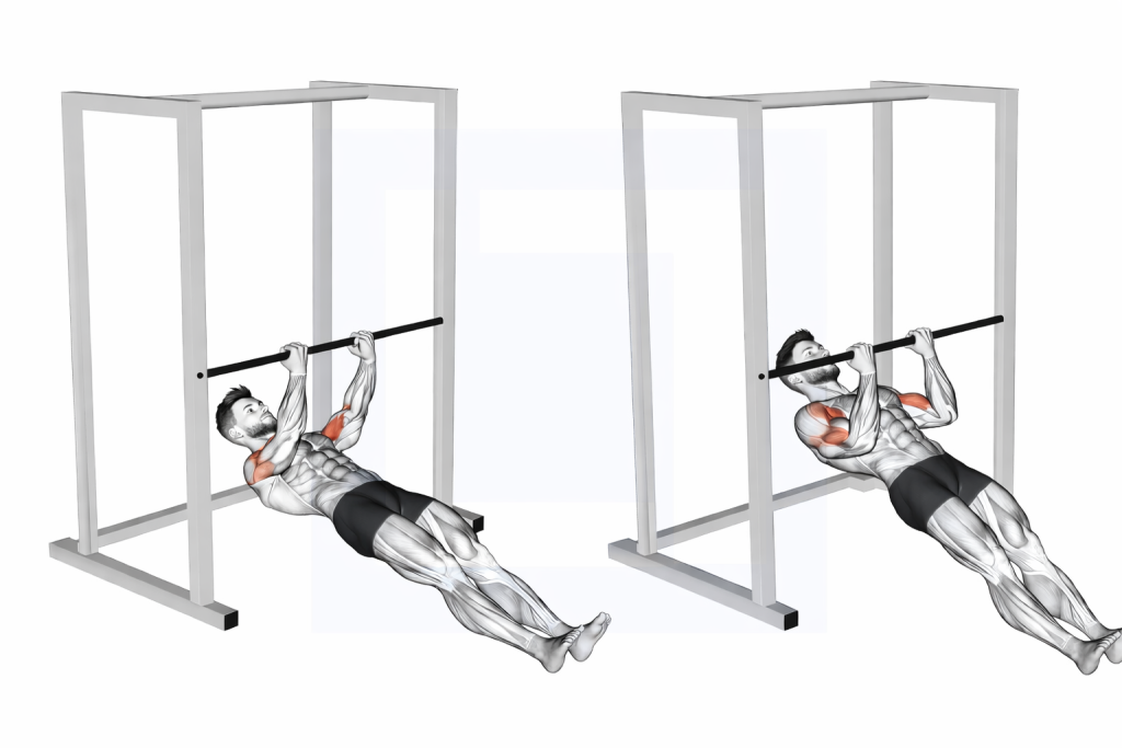 Bar Biceps Curl