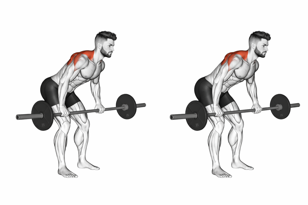 Barbell Bent Over Row