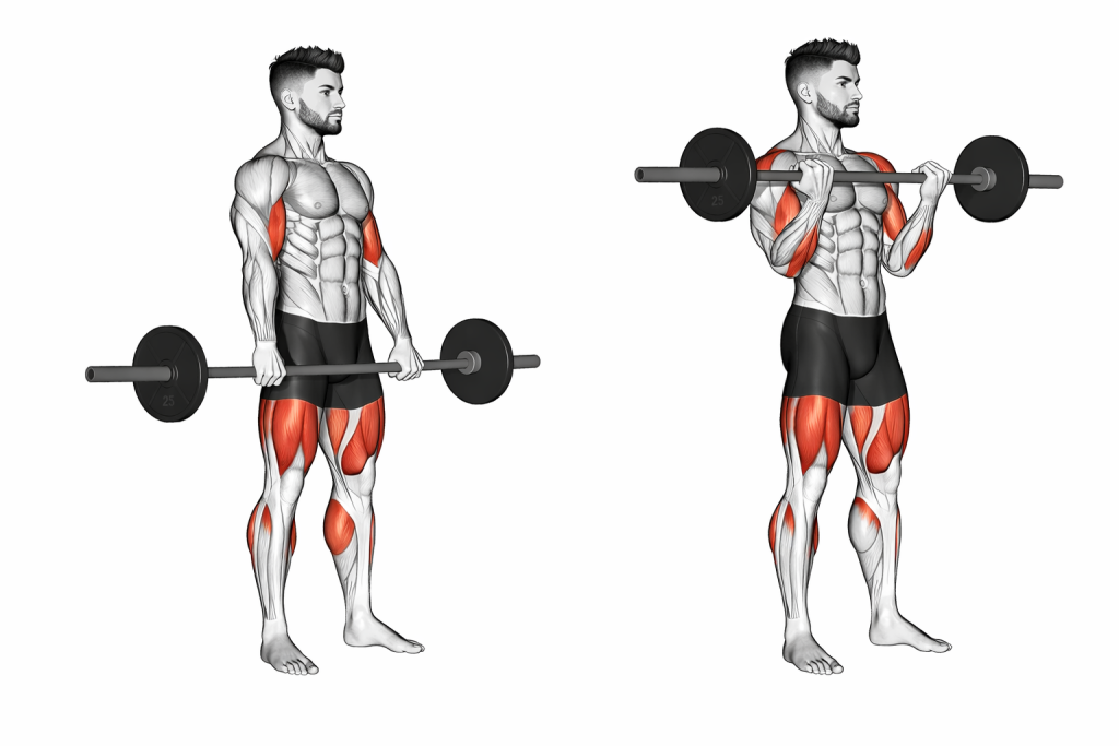 Barbell Curl