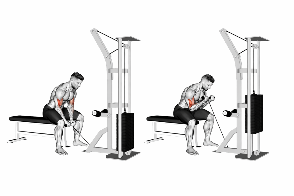 Cable Concentration Curl