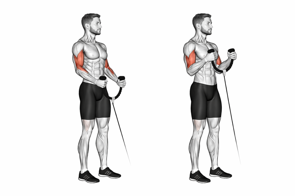 Cable Hammer Curl