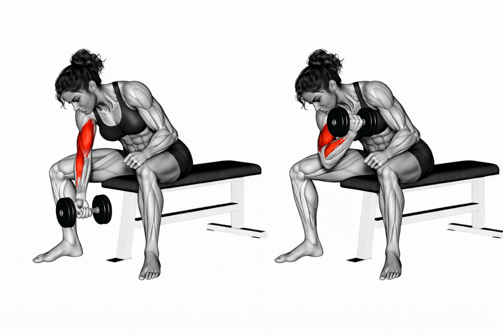 Dumbbell Concentration Curl