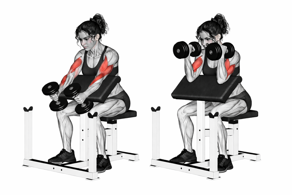 Dumbbell Hammer Preacher Curl