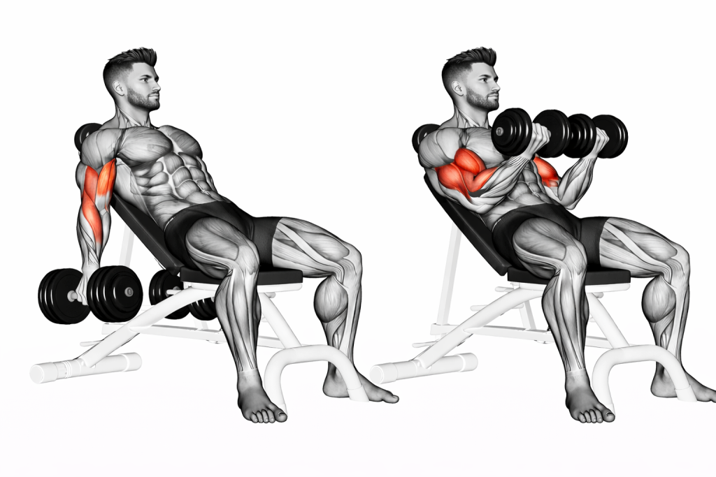 Dumbbell Incline Biceps Curl