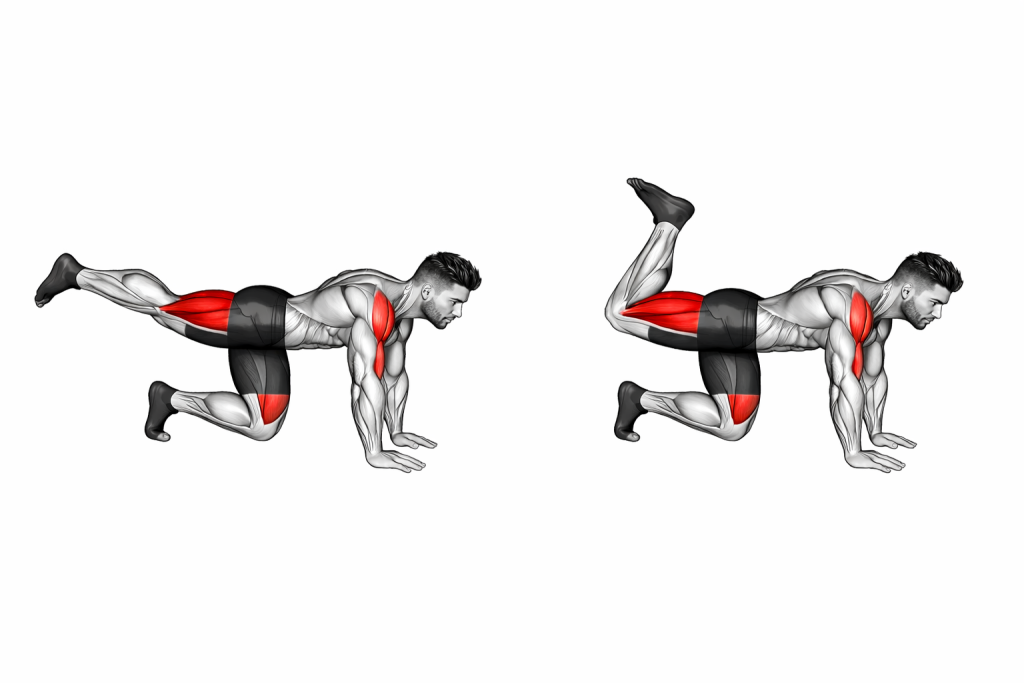 Quadruped Leg Curl
