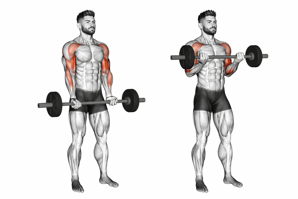 Barbell Drag Curl