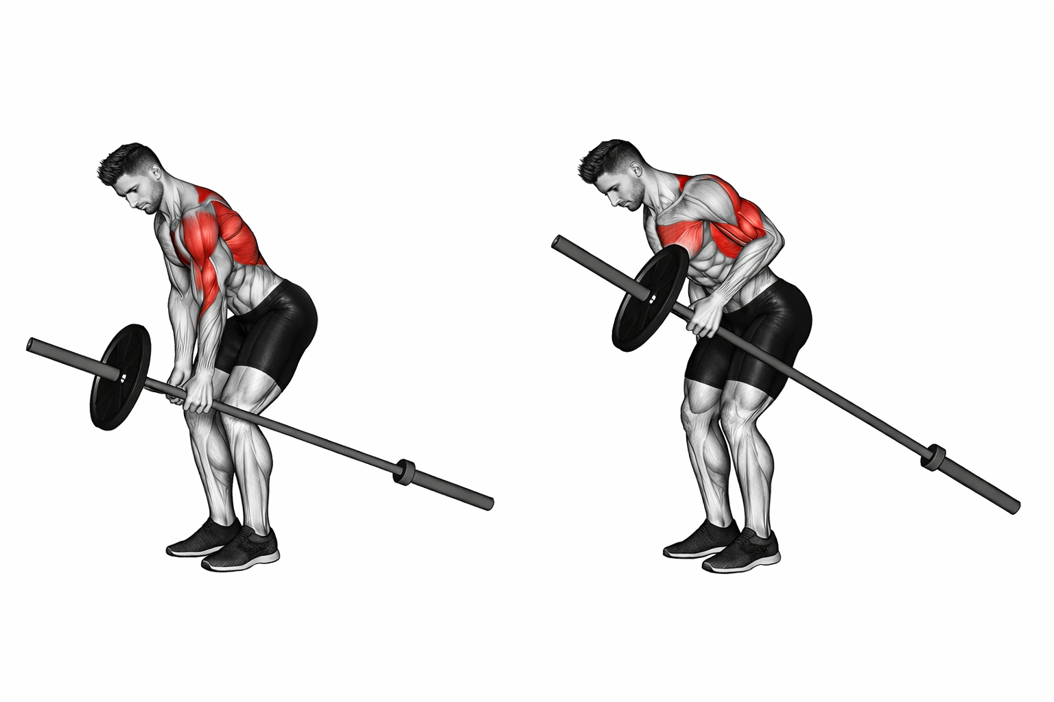 Barbell One Arm Bent Over Row | Back Exercise Animation