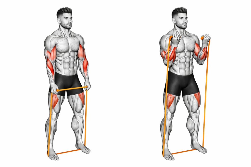 Resistance Band Hammer Curl